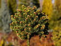 Picea abies Sasa IMG_1986 Świerk pospolity